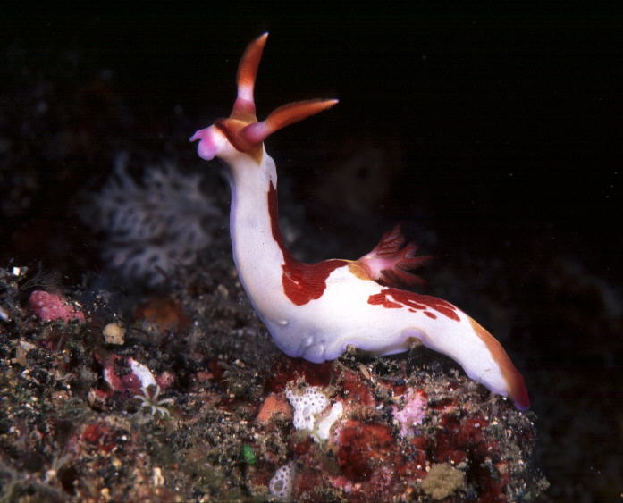 Nembrotha cf rutilans